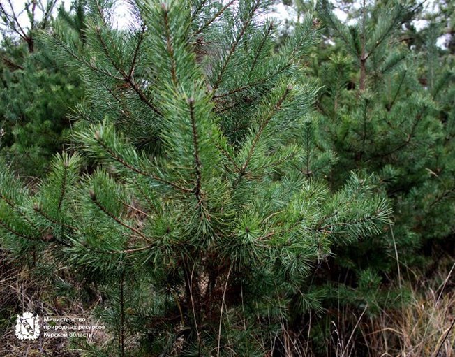 Специалисты Минприроды Курской области продолжают охрану хвойных насаждений в предновогодний период