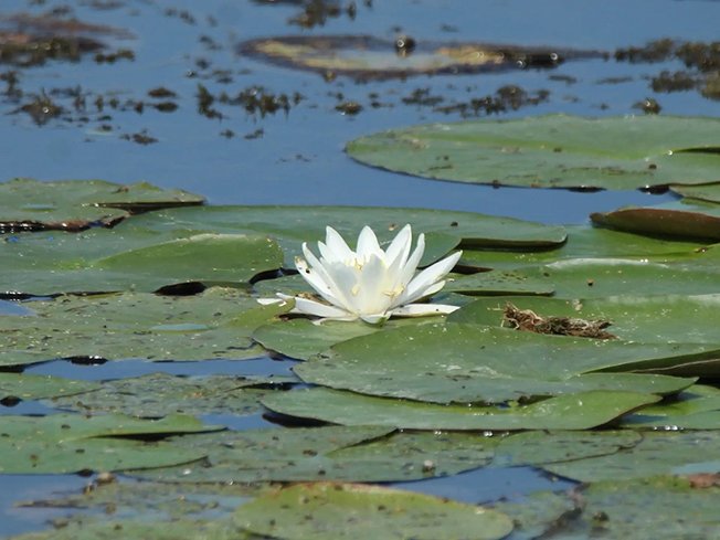 В Курске началась подготовка к переизданию региональной Красной книги
