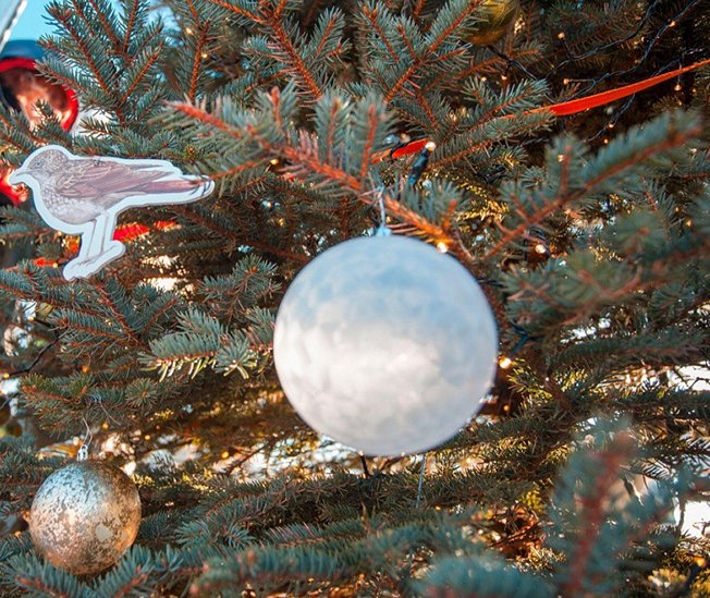 Стартовал Всероссийский конкурс «Ёлки России»