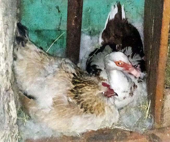 Осторожно! Птичий грипп!